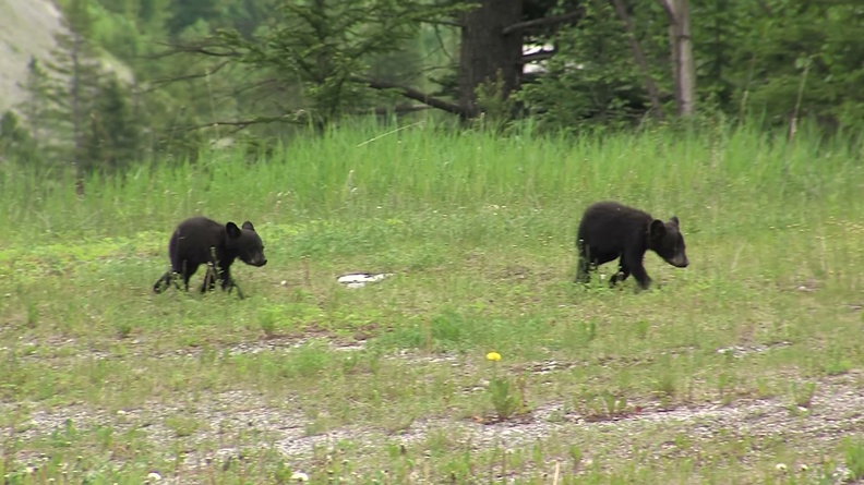 Black bear two cubs (Ursus americanus) 1